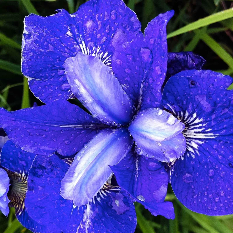Sibirische Schwertlilie ‘Blue Bird’ (x3)