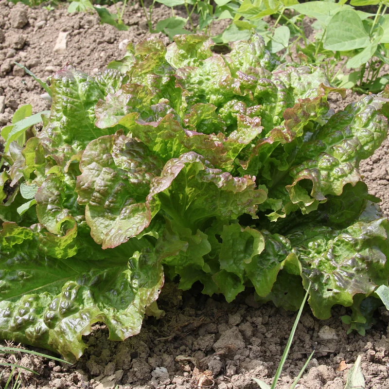 Salat-Kollektion für 6 Monate