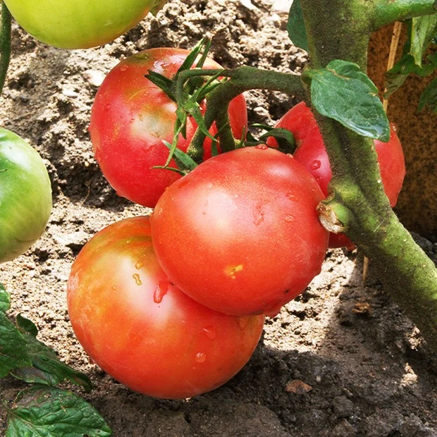 Tomaten-Kollektion (x4)