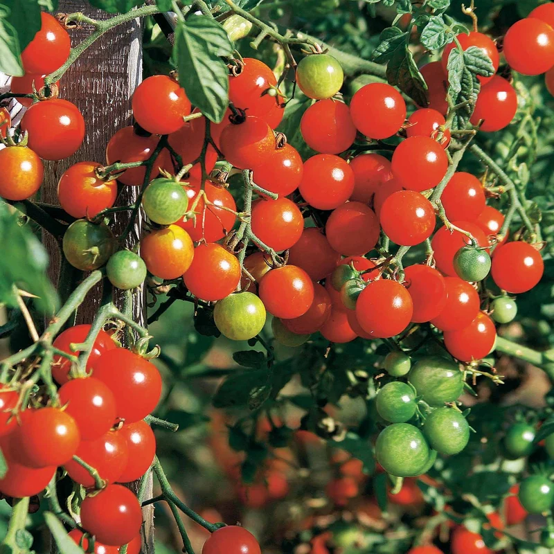 Tomaten-Kollektion (x4)