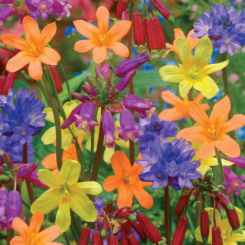 Blumenzwiebel Mischung für Beete, Töpfe und Balkon