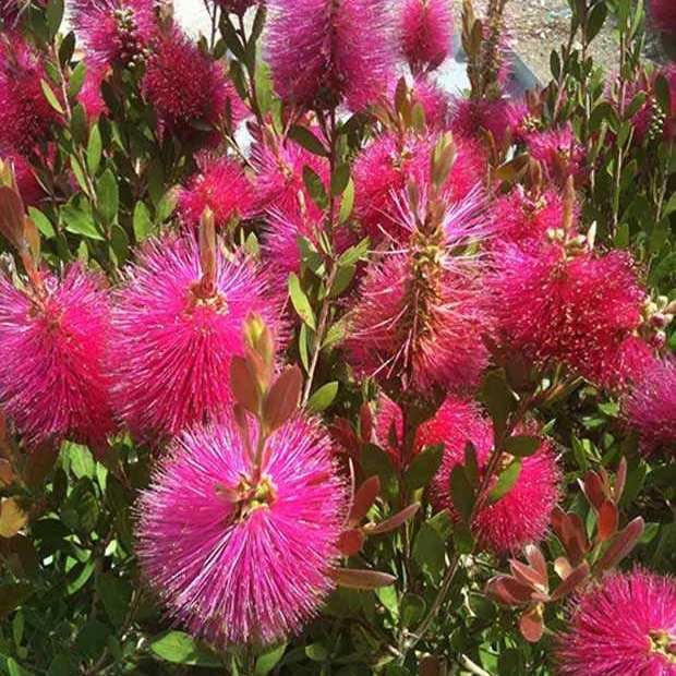 Zylinderputzer 'Hot Pink'