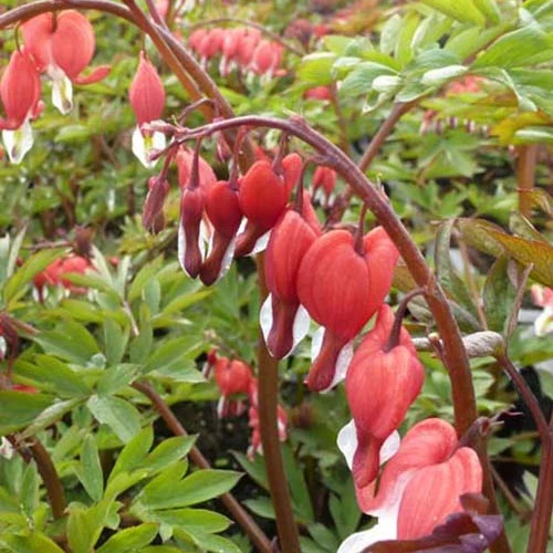Marienherz Valentine Lamprocapnos spectabilis Valentine