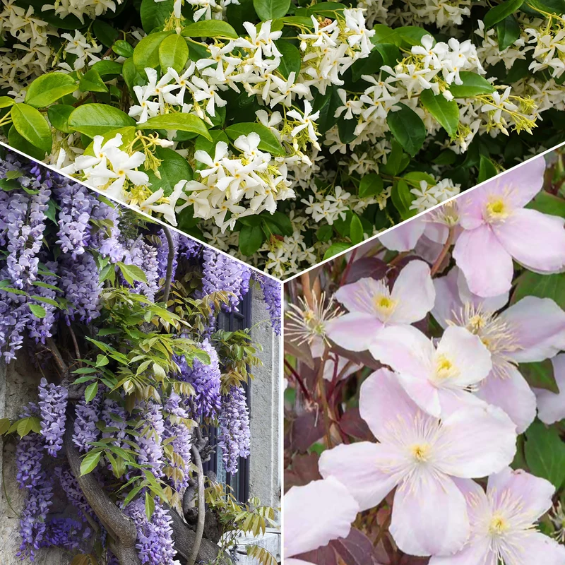 Kletterpflanzen-Kollektion mit reicher Blüte (x3)