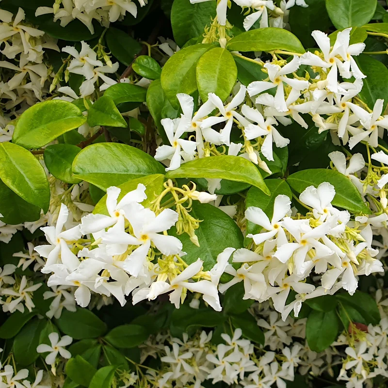 Kletterpflanzen-Kollektion mit reicher Blüte (x3)