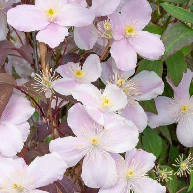Kletterpflanzen-Kollektion mit reicher Blüte (x3)