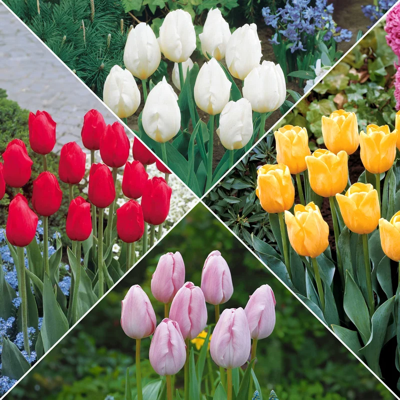 Langstielige Tulpen-Kollektion (x20)
