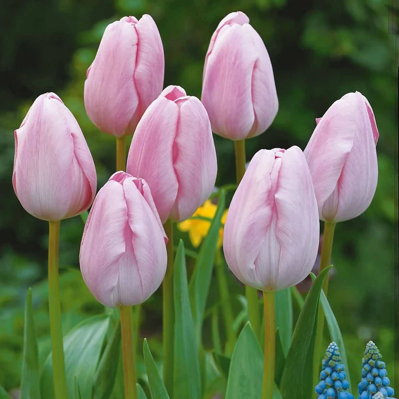 Langstielige Tulpen-Kollektion (x20)