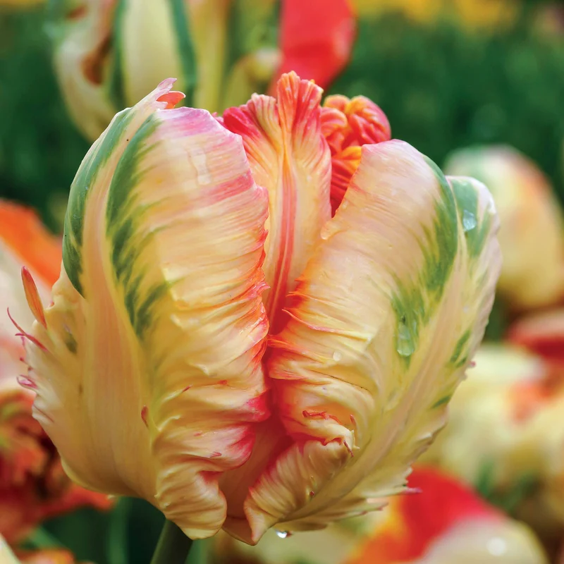 Papagei-Tulpen Kollektion (x24)