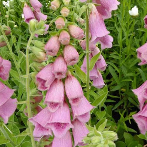 Digitalis Mertonensis (x3)