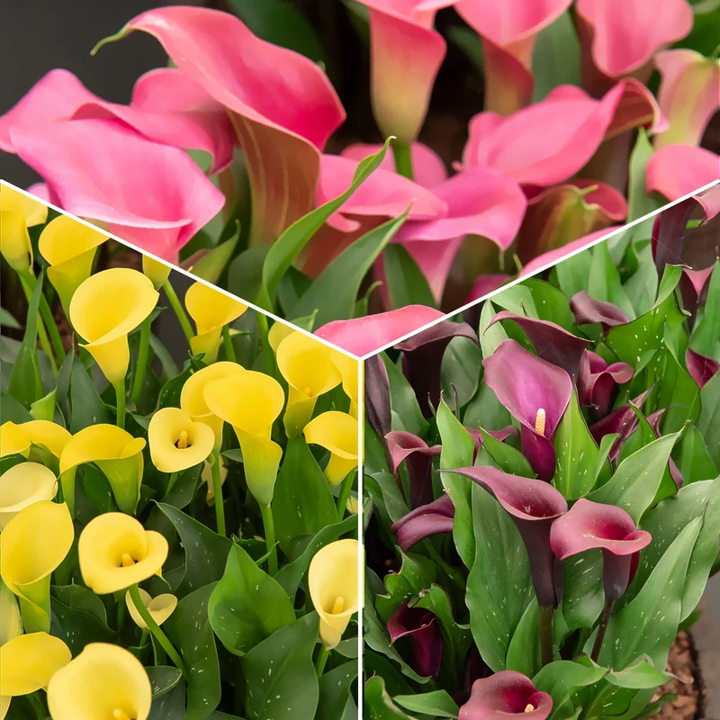Calla Mischung (rosa + gelb + purpur) (x3)