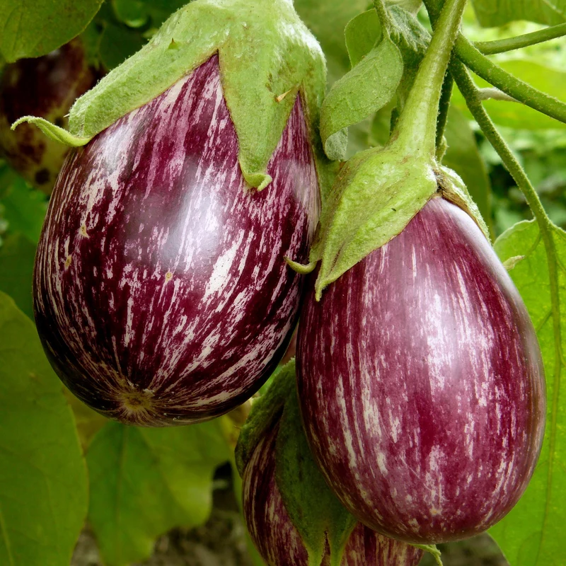 Aubergine ‘Rania’ Pflanzen (x3)