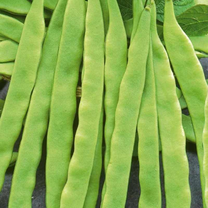 Stangenbohne ‘Helda’