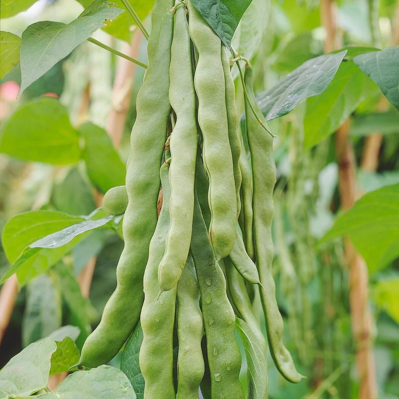 Stangenbohne ‘Helda’
