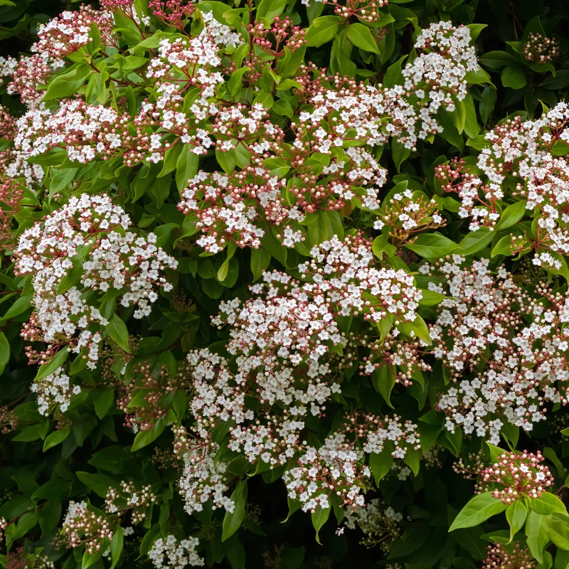 Lorbeer-Schneeball 'Gwenllian'