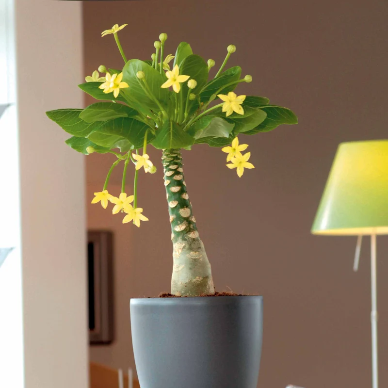 Hawaii-Palme im weißen ELHO-Übertopf