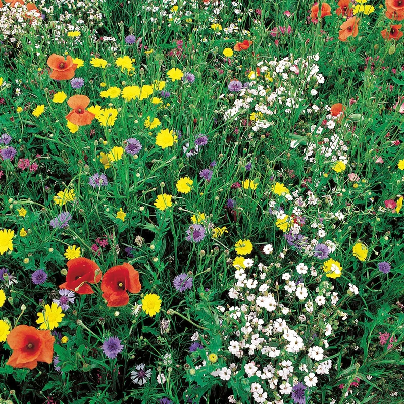 Wildblumenmischung (100 m²)