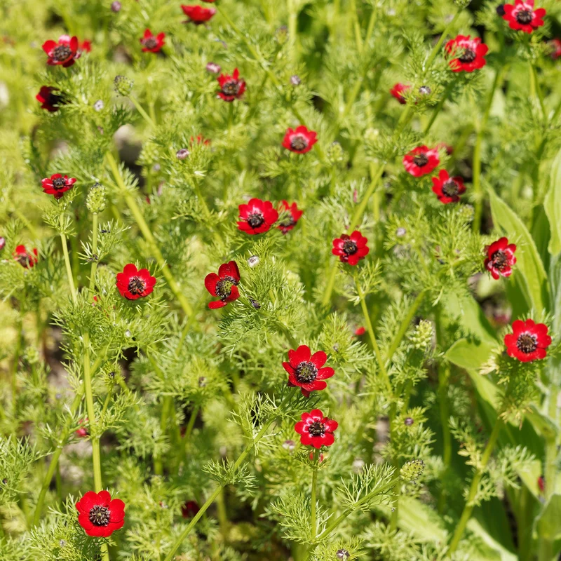 Sommer-Adonisröschen ‘Deep Red’