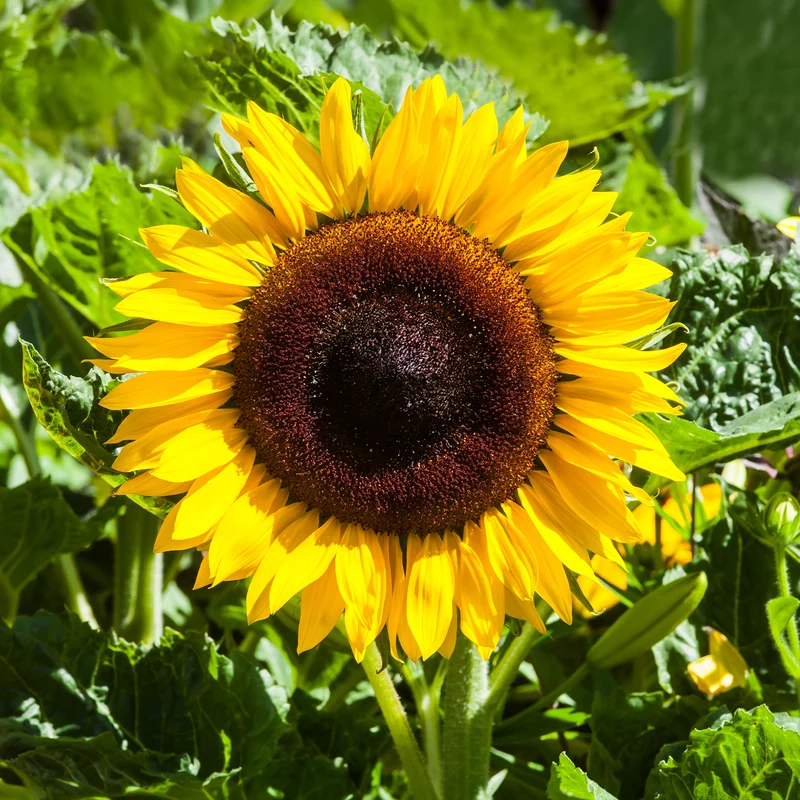 Sonnenblume 'Giganteus'