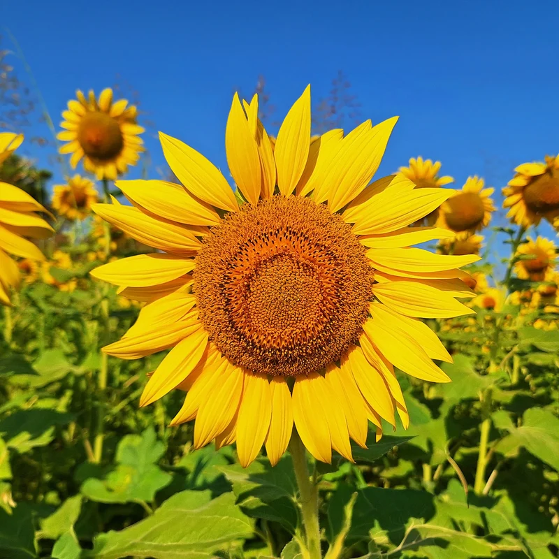 Sonnenblume 'Giganteus'