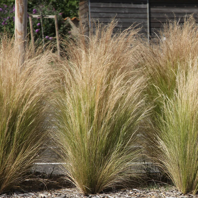 Stauden-Kollektion für modernes Outdoor-Design (x6)
