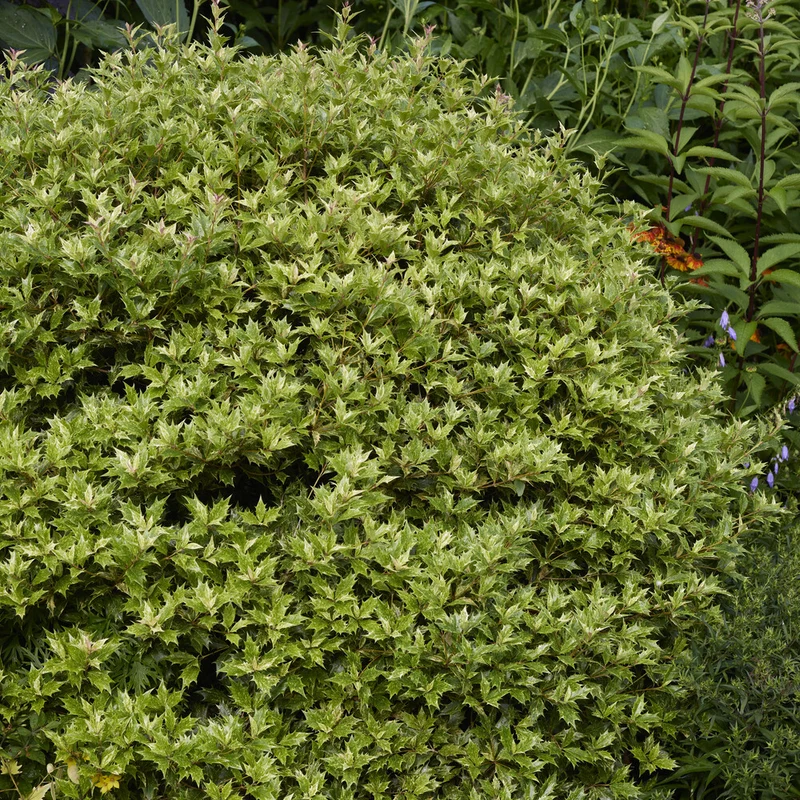 Osmanthus 'Goshiki' (buntlaubig)