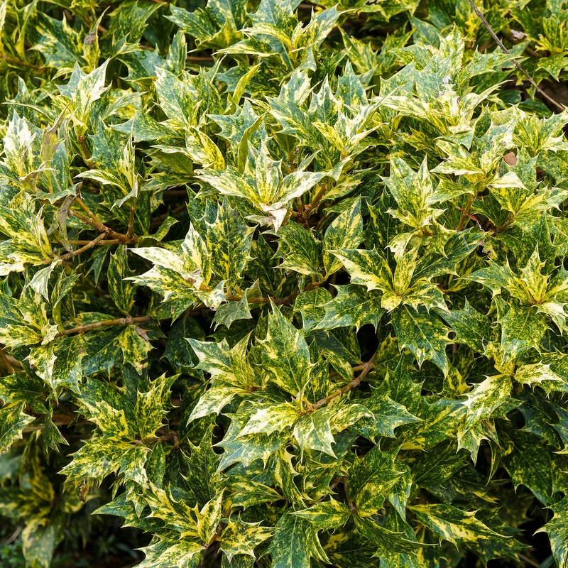 Osmanthus 'Goshiki' (buntlaubig)