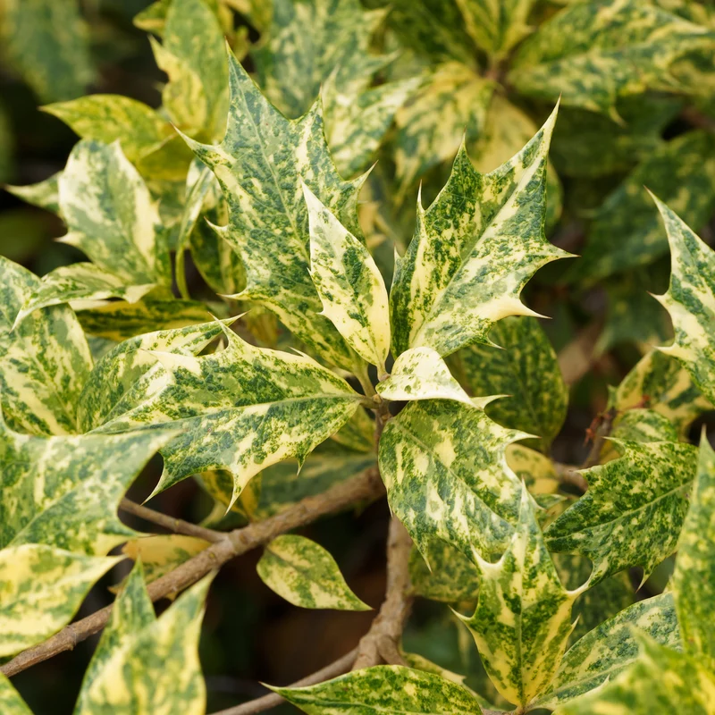 Osmanthus 'Goshiki' (buntlaubig)