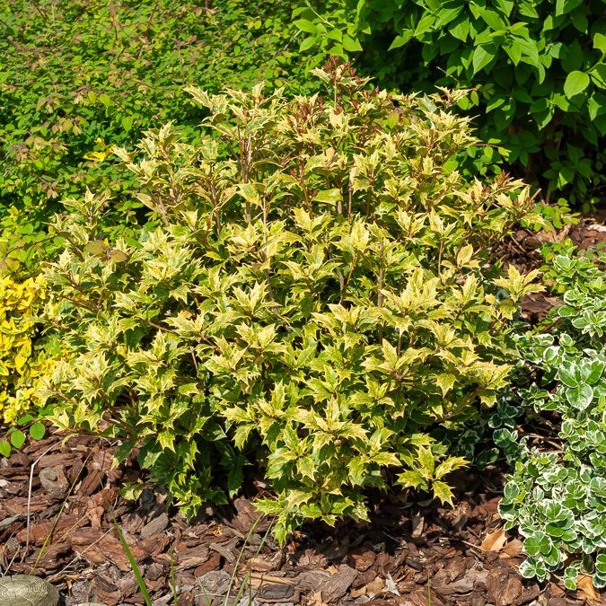 Osmanthus 'Goshiki' (buntlaubig)
