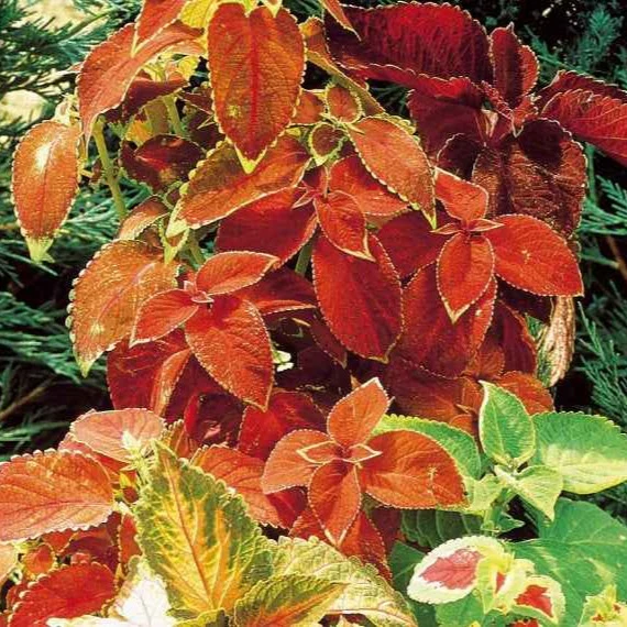 Buntnessel Hybriden Rainbow Mix