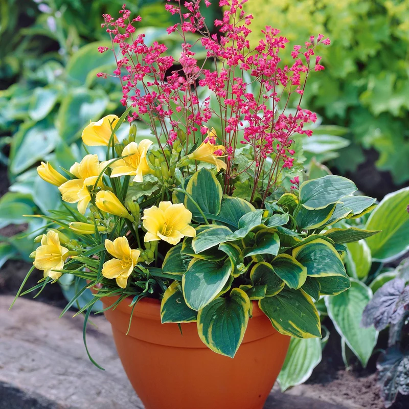 Balkon-Blumen-Set