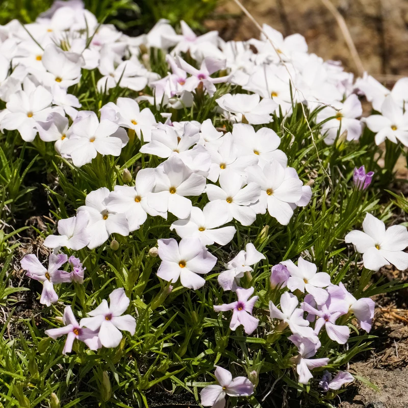Flammenblume weiß (x3)