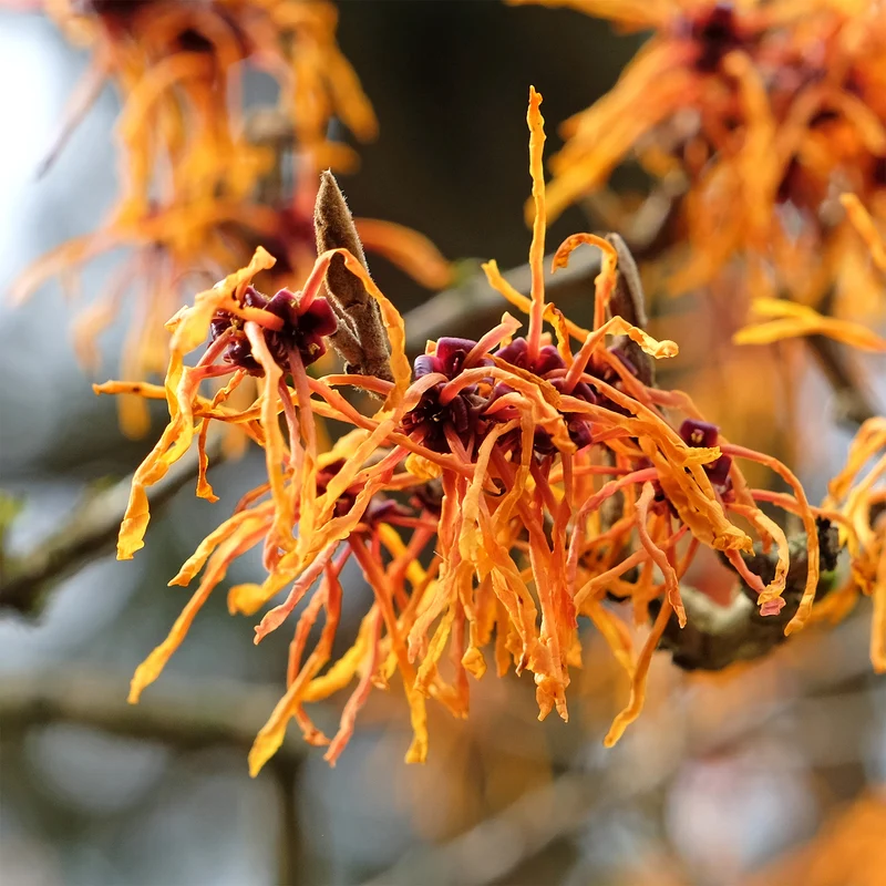 Zaubernuss ‘Aphrodite’