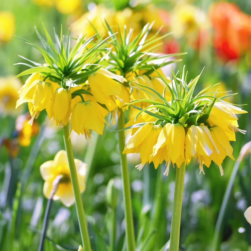 Kaiserkrone 'Lutea'