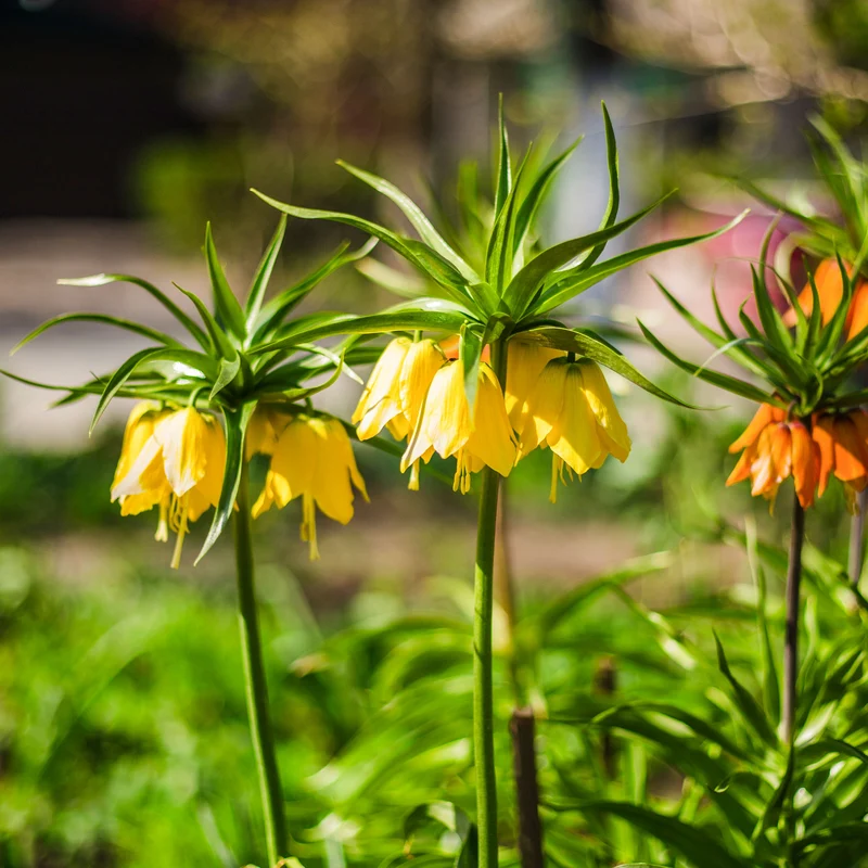 Kaiserkrone 'Lutea'