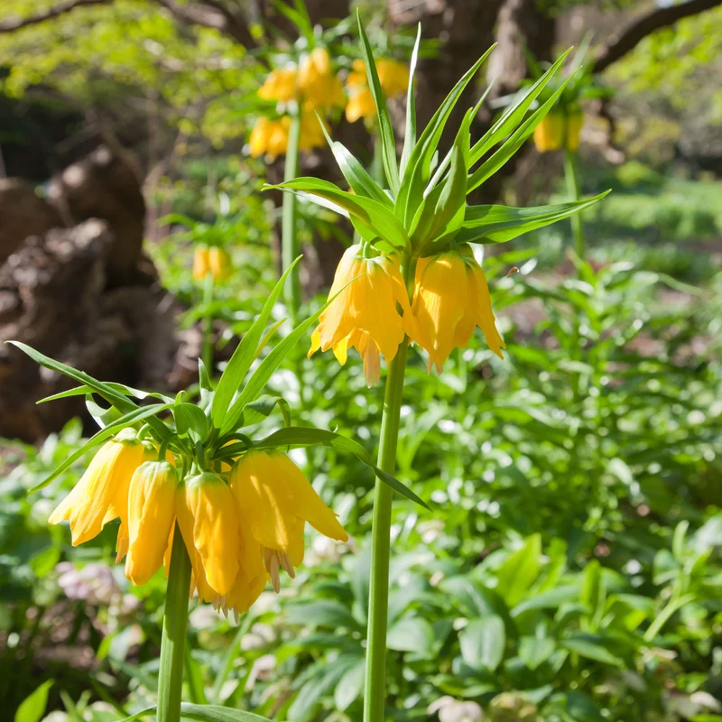Kaiserkrone 'Lutea'