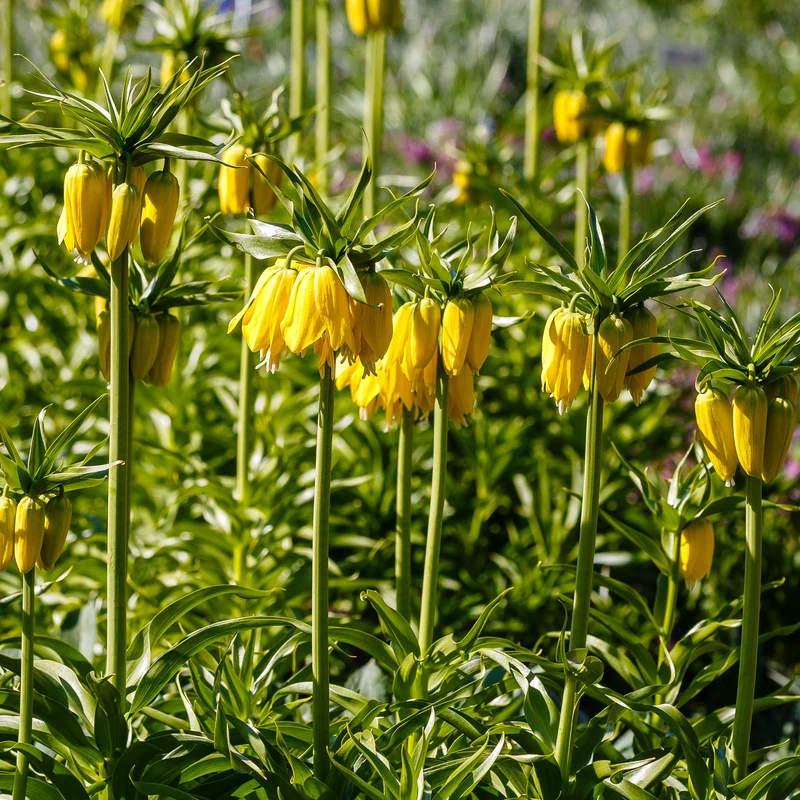 Kaiserkrone 'Lutea'