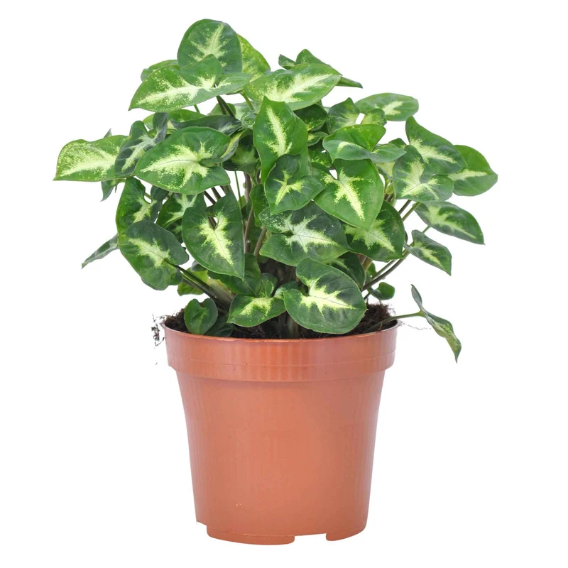 Purpurtute 'Pixie'