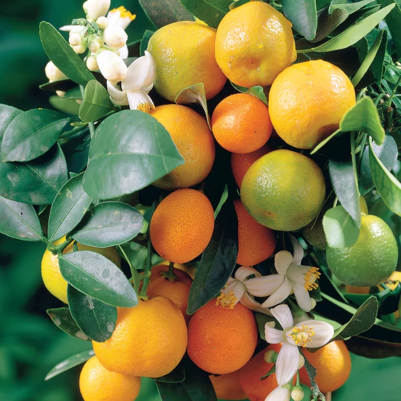 Mandarinenbaum