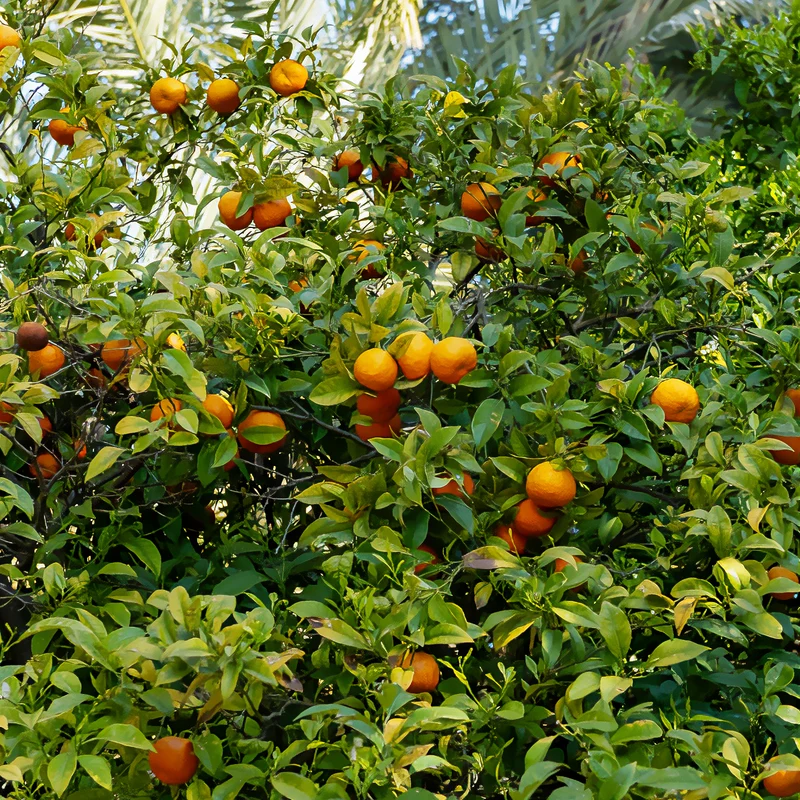 Mandarinenbaum