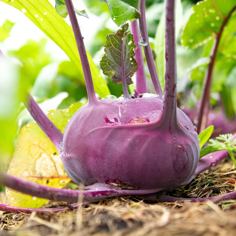 Kohlrabi violett ‘Blaro’ Bio