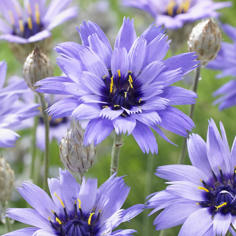 Blaue Rasselblume