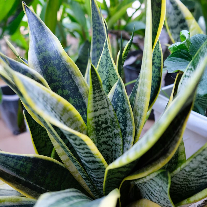Bogenhanf Sansevieria