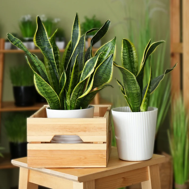 Bogenhanf Sansevieria