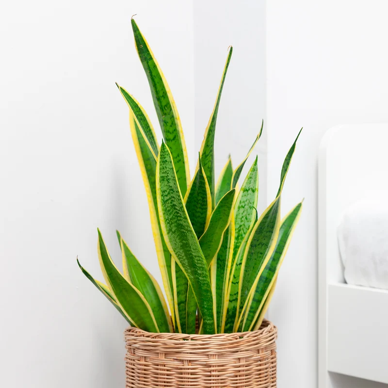 Bogenhanf Sansevieria