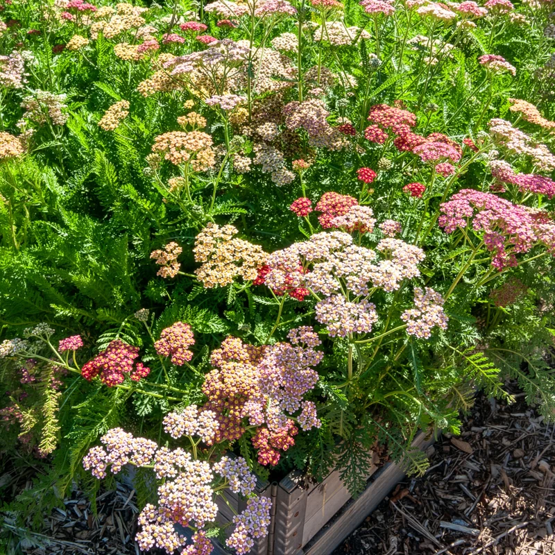 Schafgarbe 'Summer Pastels' F2 Mischung
