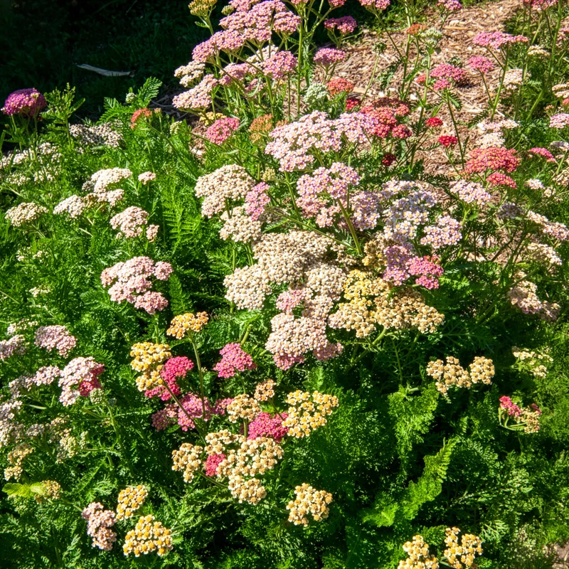 Schafgarbe 'Summer Pastels' F2 Mischung