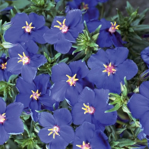 Blauer Gauchheil ‘Blue Moon’