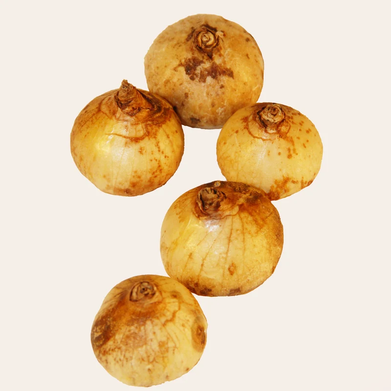 Frühlingsstern