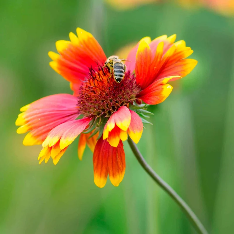 Kokardenblume ‘Kobold’